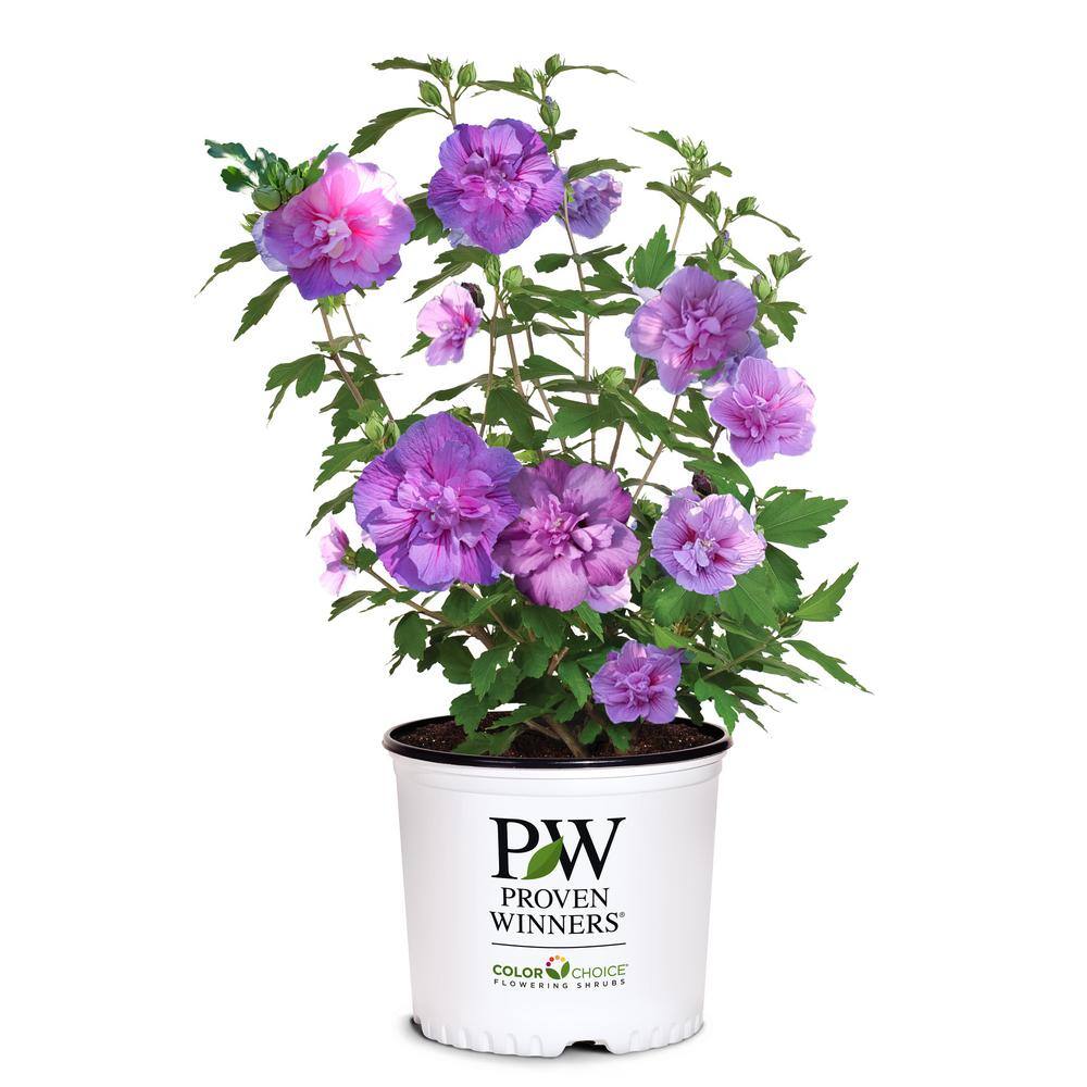 PROVEN WINNERS 2 Gal. Dark Lavender Chiffon Rose of Sharon (Hibiscus) Plant with Lavender Flowers 14481