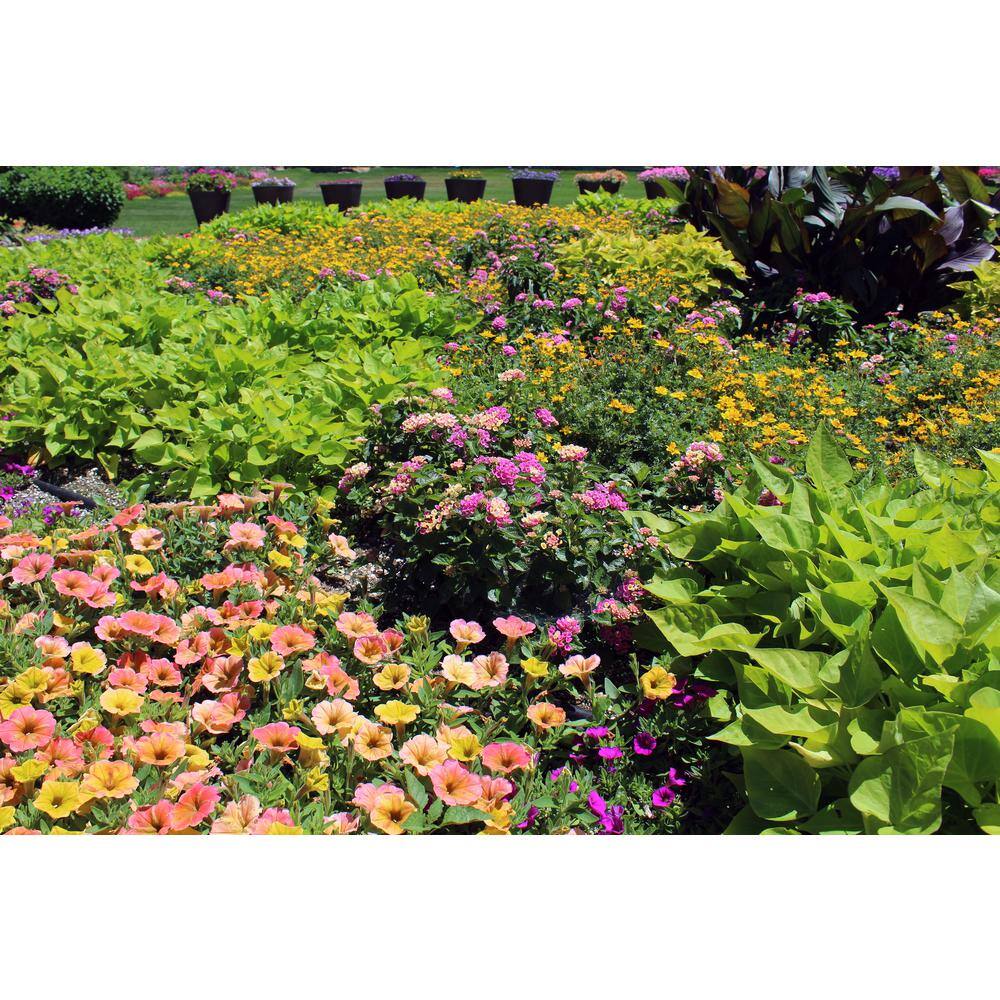 PROVEN WINNERS 4.25 in. Eco+Grande Sweet Caroline Sweetheart Lime Sweet Potato Vine (Ipomoea) Live Plant Lime Green Foliage (4-Pack) IPOPRW5197504