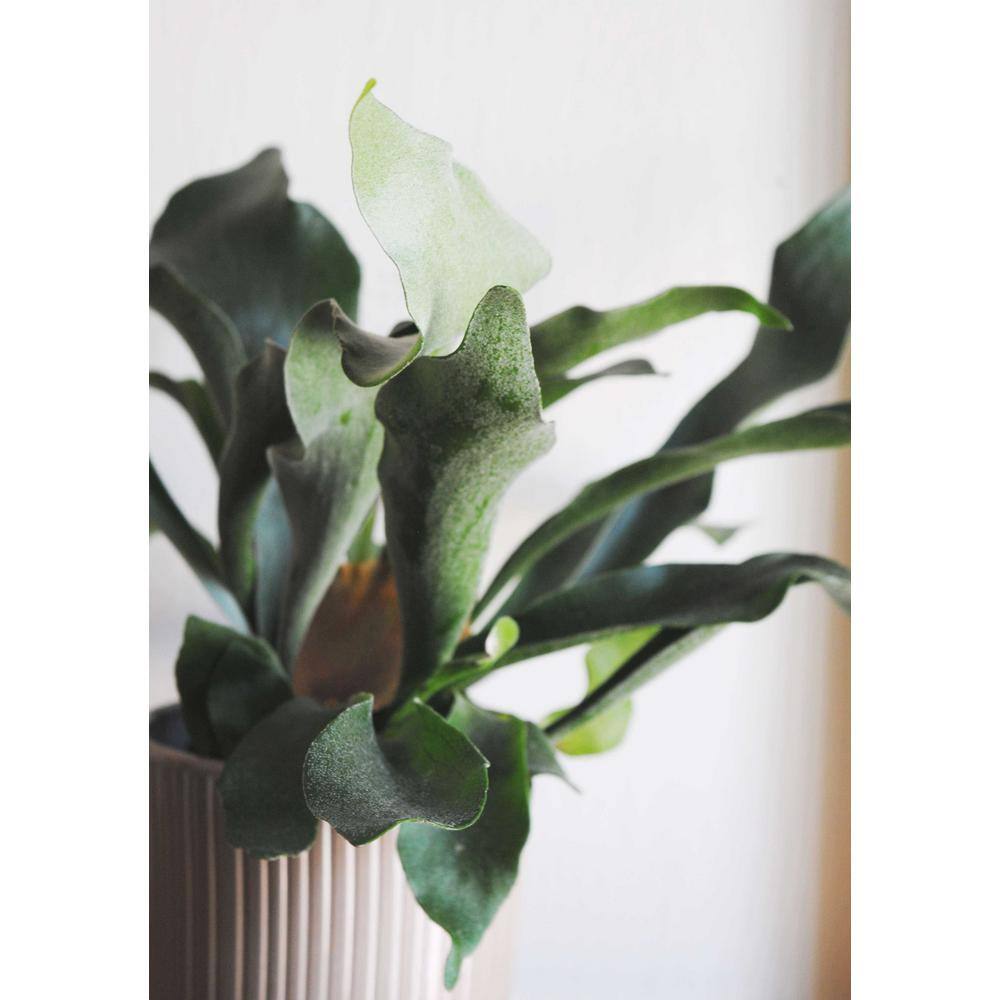 Wekiva Foliage Staghorn Fern Hanging Basket Live Plant in 4 in. Hanging Pot Platycerium Bifurcatum Extremely Rare AQ-42ZQ-ZE16