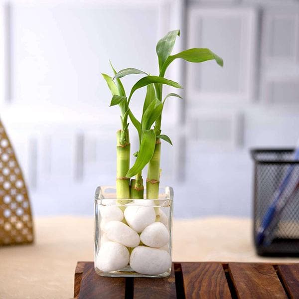 3 Lucky Bamboo Stalks (A Symbol of Happiness) - Gift Plant