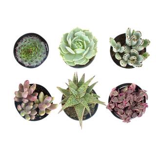 SMART PLANET 9 cm Assorted Succulent Plant Collection (6-Pack) 0883220