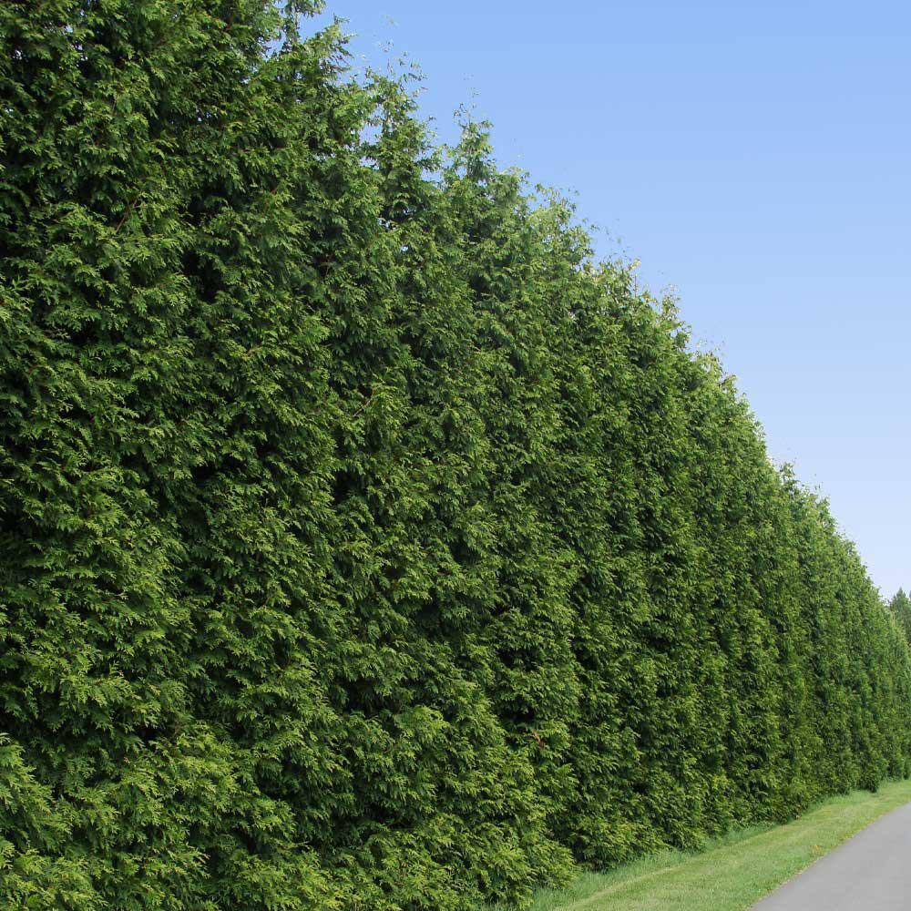 Brighter Blooms 3 Gal. Thuja Green Giant Evergreen Trees THU-GGT-34-3