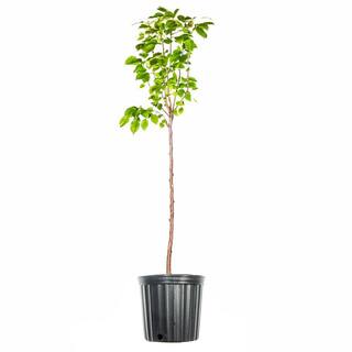 Perfect Plants 4.5 ft. Tall Flordahome Pear Tree Super Low Chill Hour Fruit THD00579