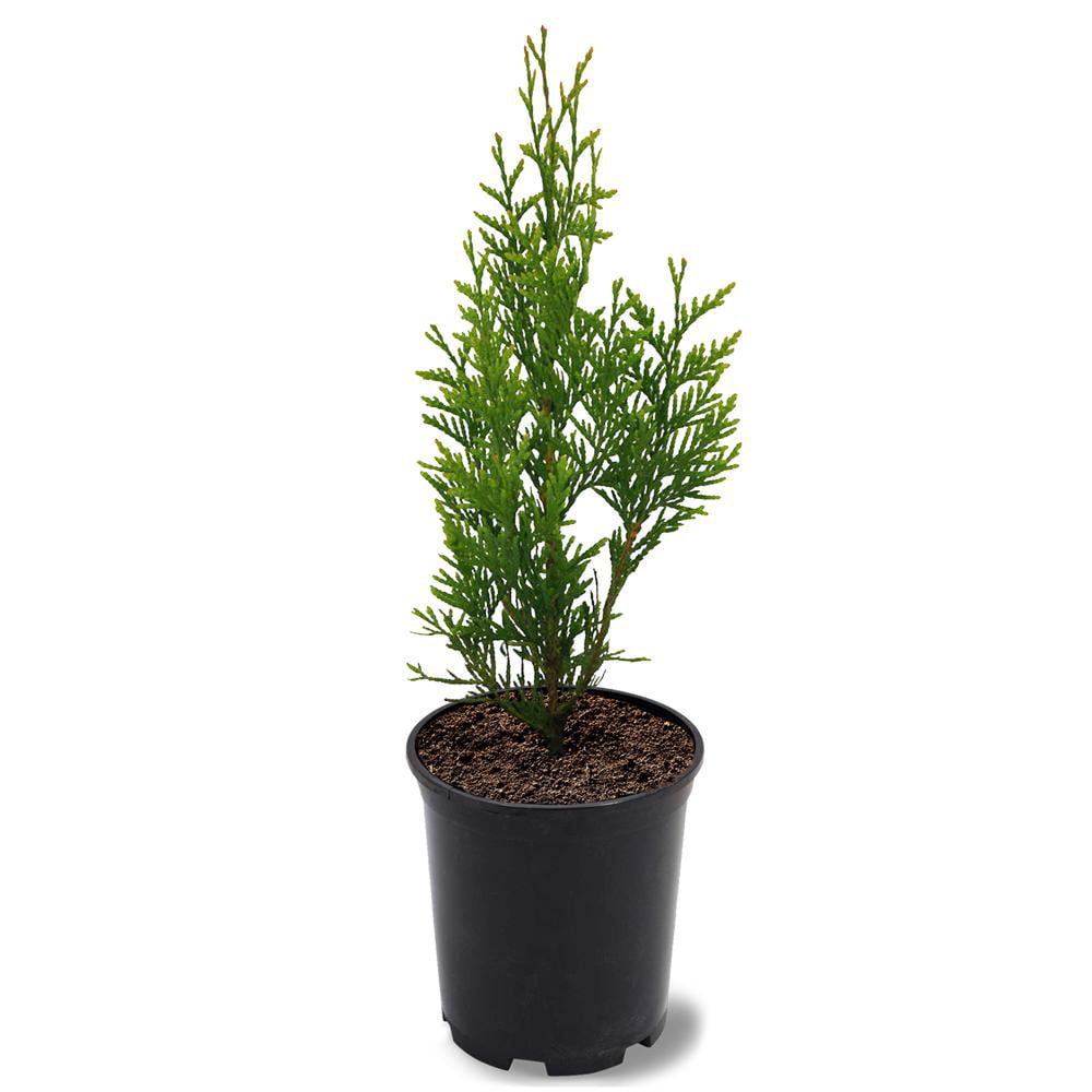 Simpson Nurseries 12 in. Thuja Green Giant Arborvitae Privacy Tree in 2.84 Liter Nursery Pot - Full Sun Live Outdoor Plant