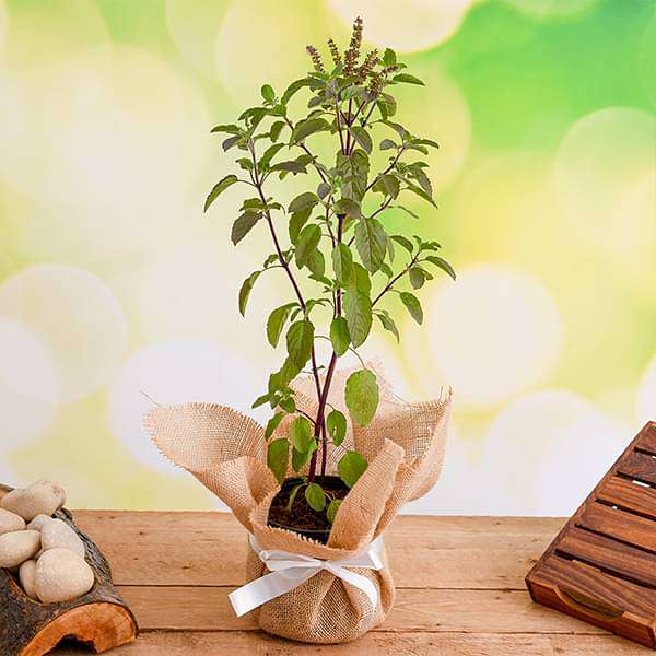 Auspicious Tulsi Plant with Jute Wrap