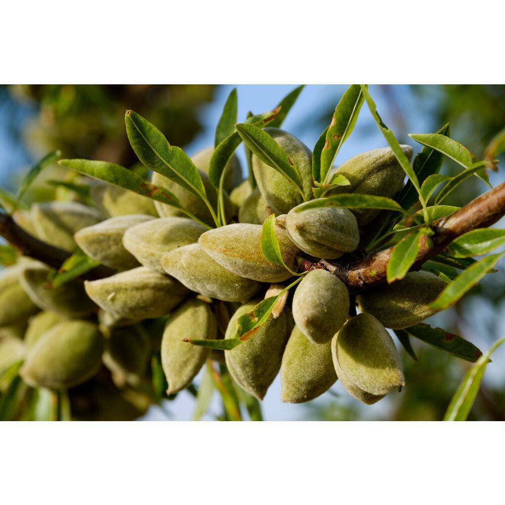 Online Orchards 3 ft. All-in-One Almond Bare Root Tree with Self Pollinating and Heavy Producing Almonds NTAL201