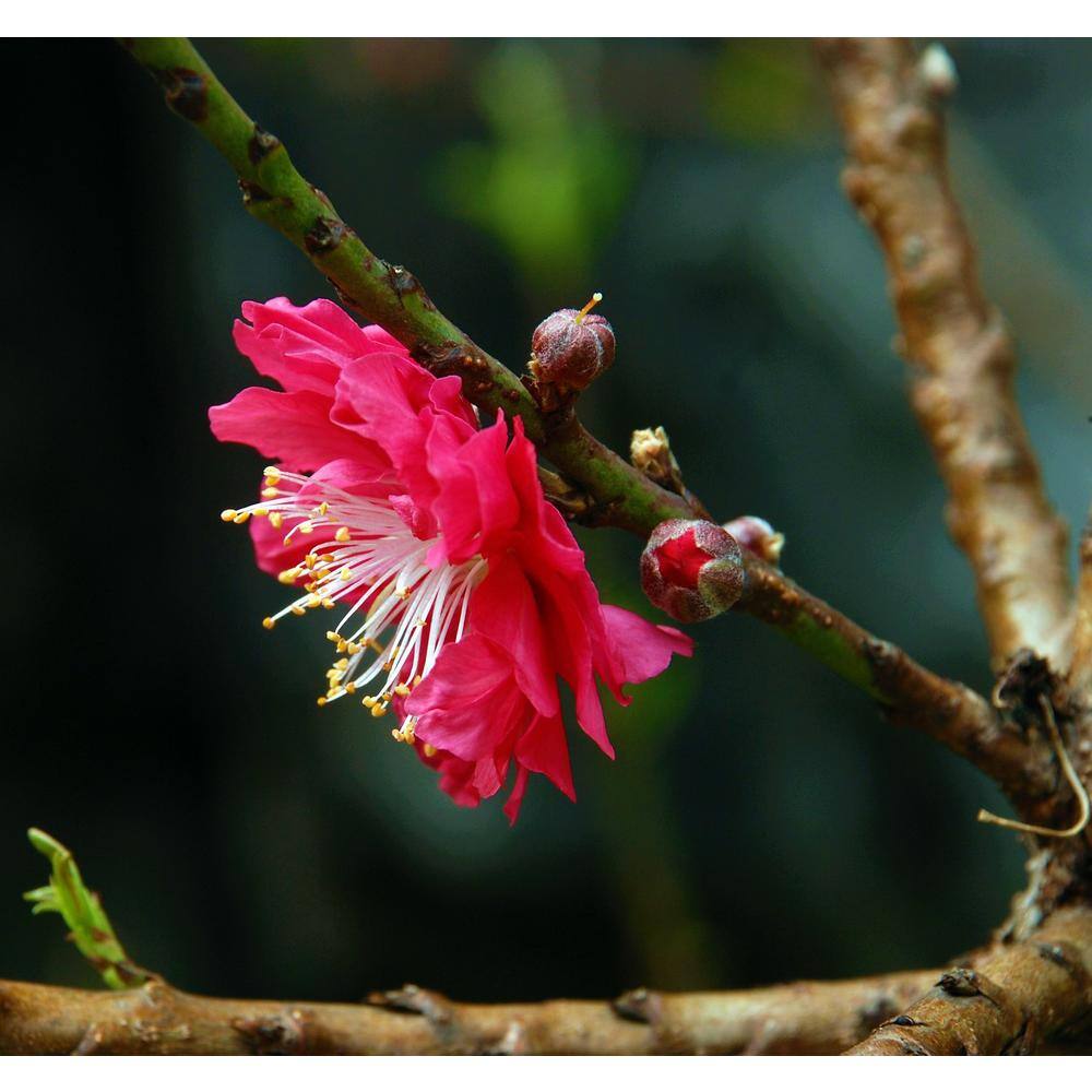 Online Orchards Double Red Flowering Peach Tree (Bare Root 3 ft. to 4 ft. Tall) FLPH001
