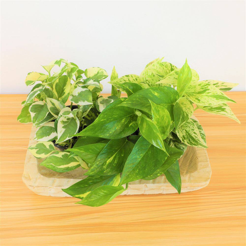 ALTMAN PLANTS 4.25 in. Pothos Asst (4-Pack) 0872700