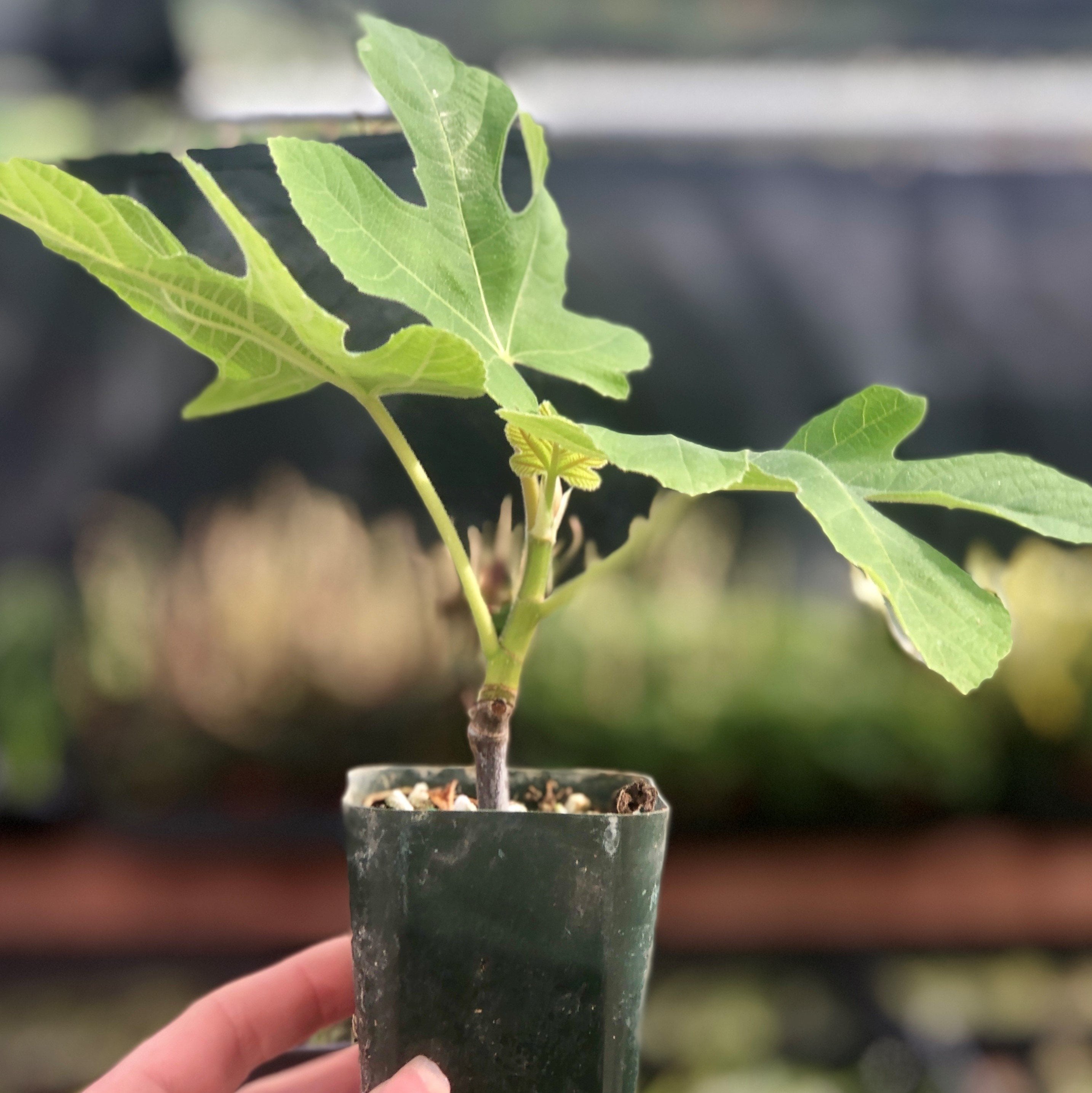 Chicago Hardy Fig， 1 Rooted Starter Fig