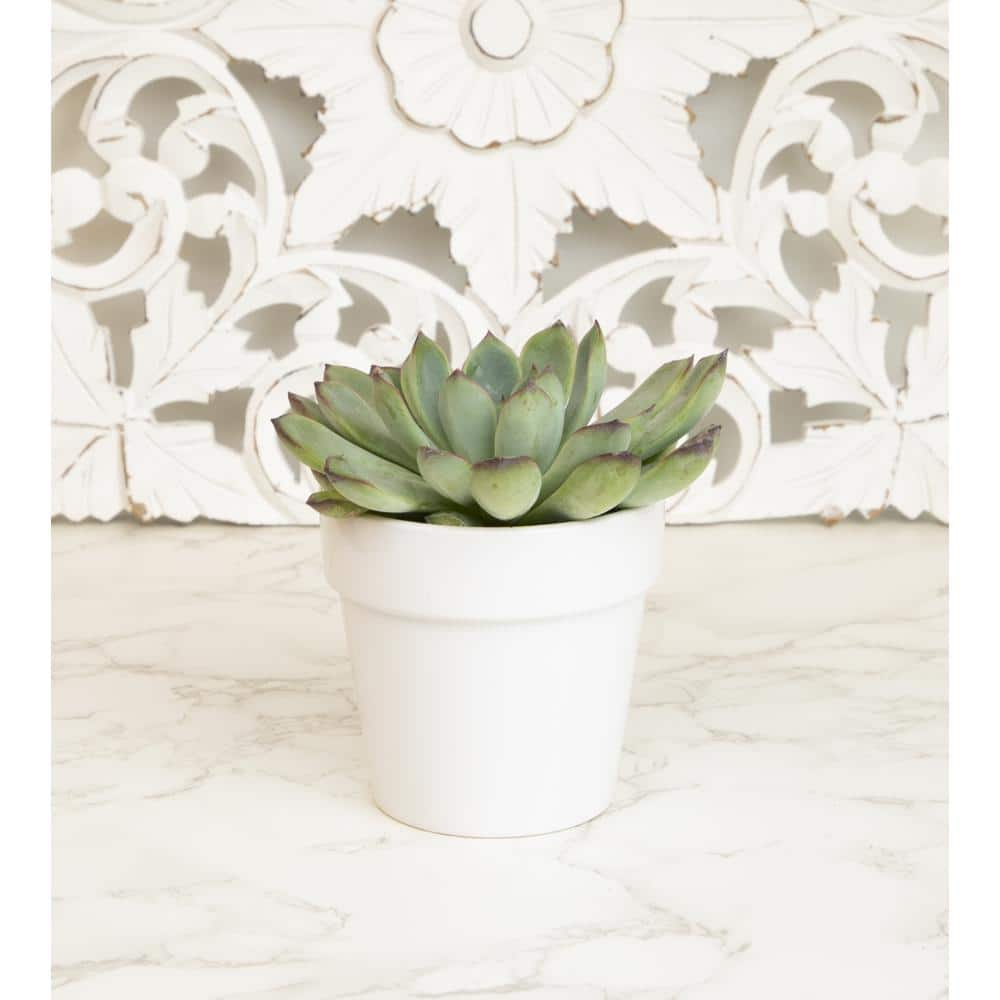 ALTMAN PLANTS 9 cm Succulent in White Glazed Clay Pot 0872542