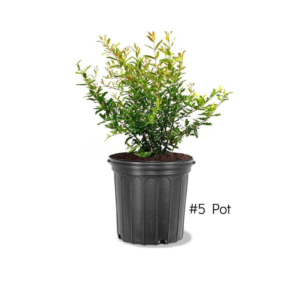 Southern Living 5 Gal. Salavastiski Pomegranate Tree POMSAL05G