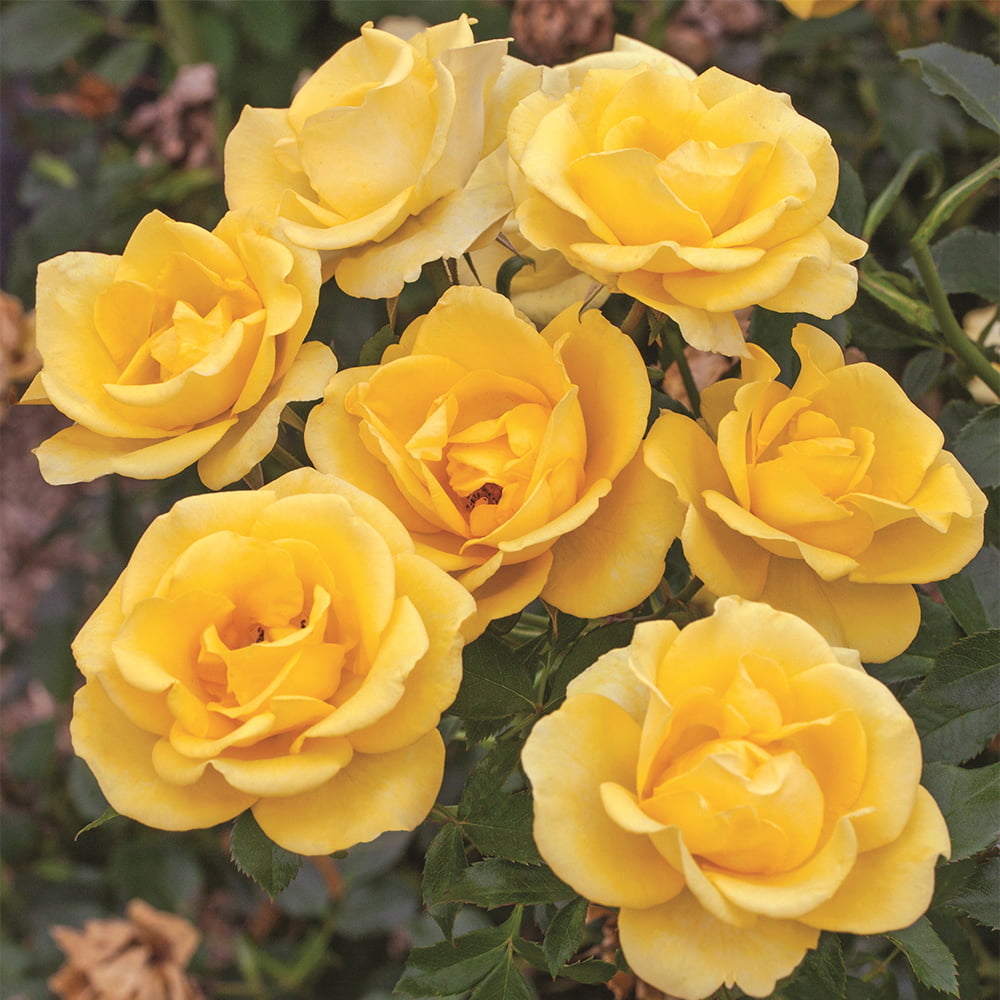 2g Bloomables Rose Gilded Sun Live Shrub