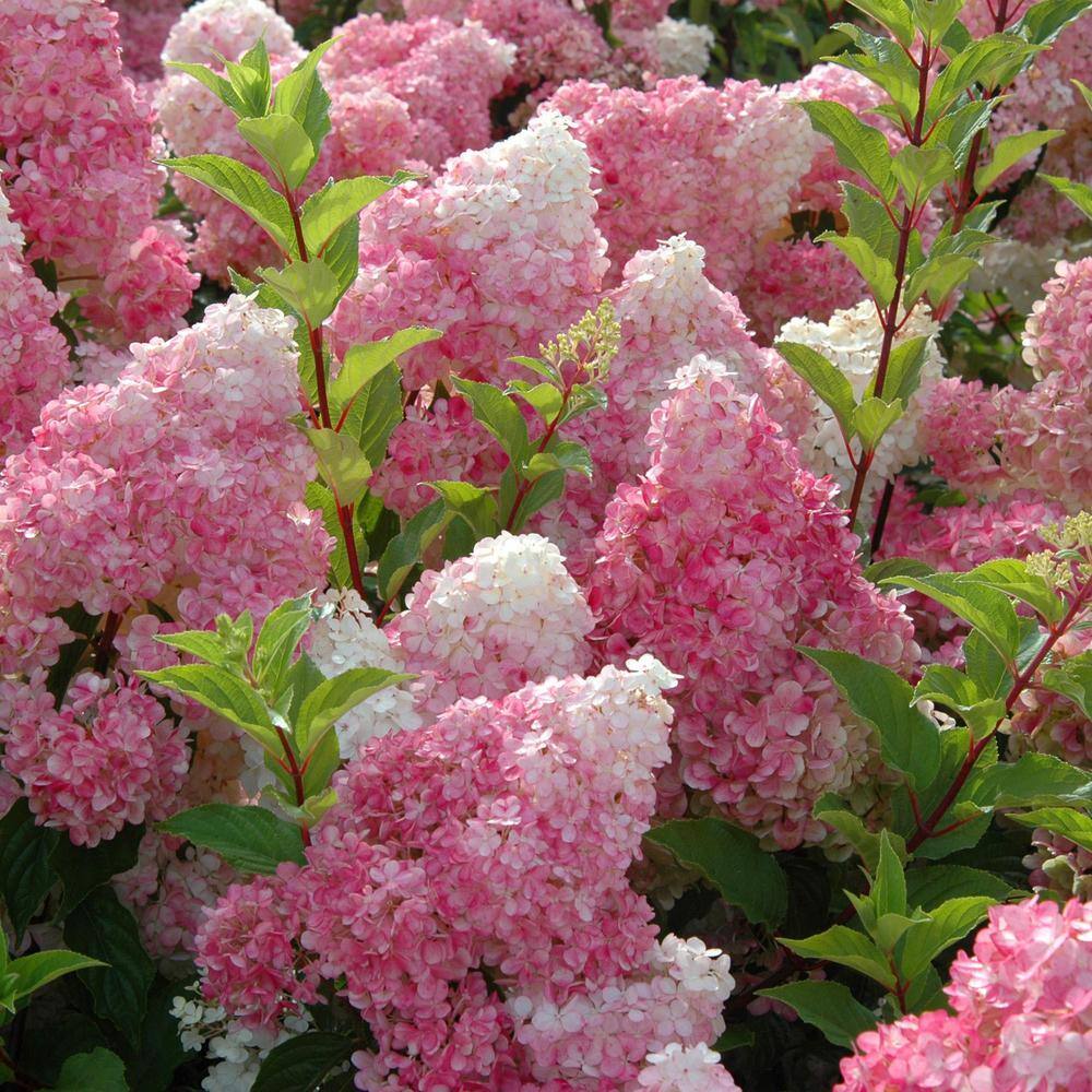 FIRST EDITIONS 3 Gal. Vanilla Strawberry Panicle Hydrangea Shrub with Pink Flowers 14530