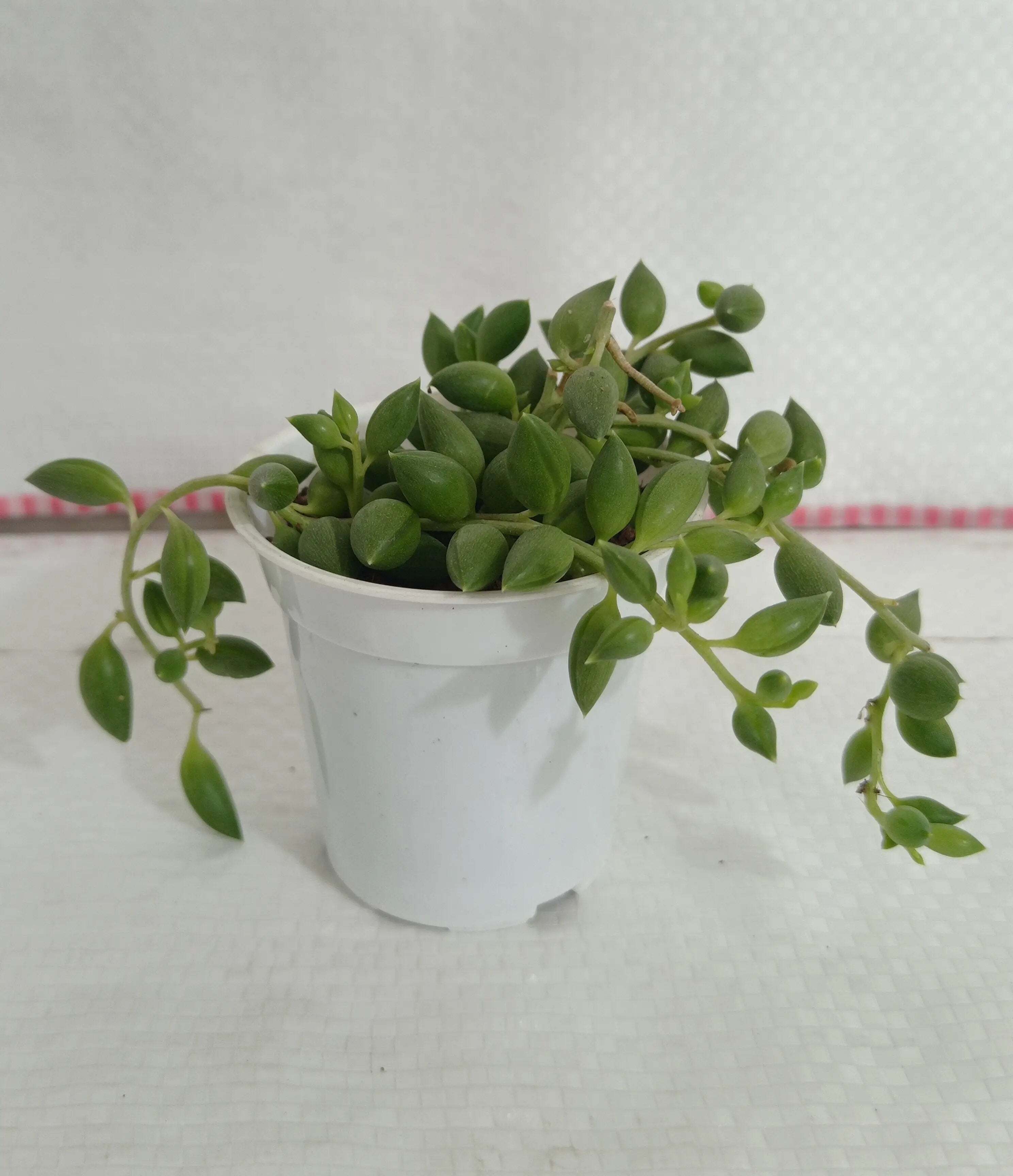 String of Tears (Senecio Herreianus) Small Succulent Plant