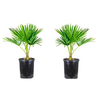 Online Orchards 1 Gal. Windmill Cold Hardy Palm Tree (2-Pack) SBPM001
