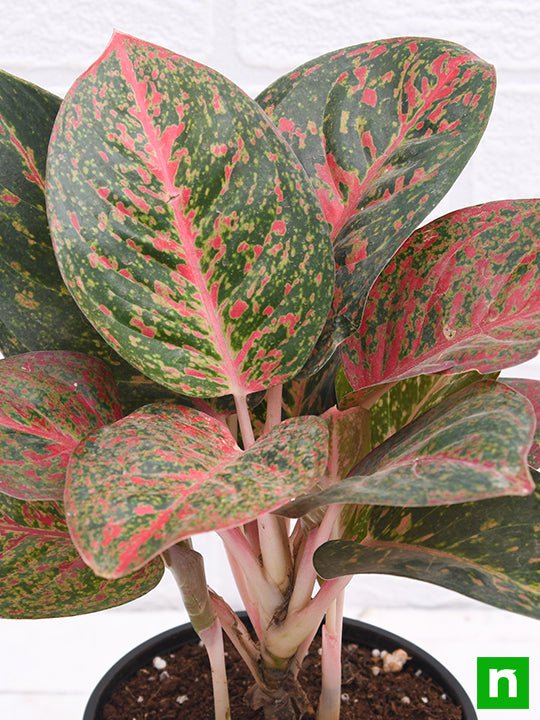 Aglaonema widuri, Aglaonema Red Peacock - Plant