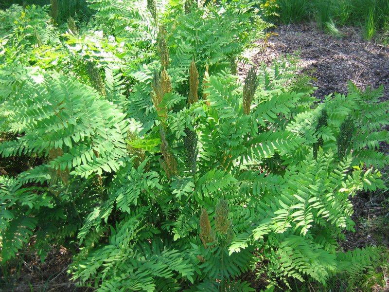 Classy Groundcovers - Royal Fern Flowering Fern {25 Pots - 3 1/2 inch Square}