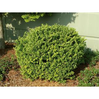 Online Orchards 1 Gal. Convexa Holly Shrub With Extremely Dense Foliage Perfect For Topiary and Low Hedge EGHY007