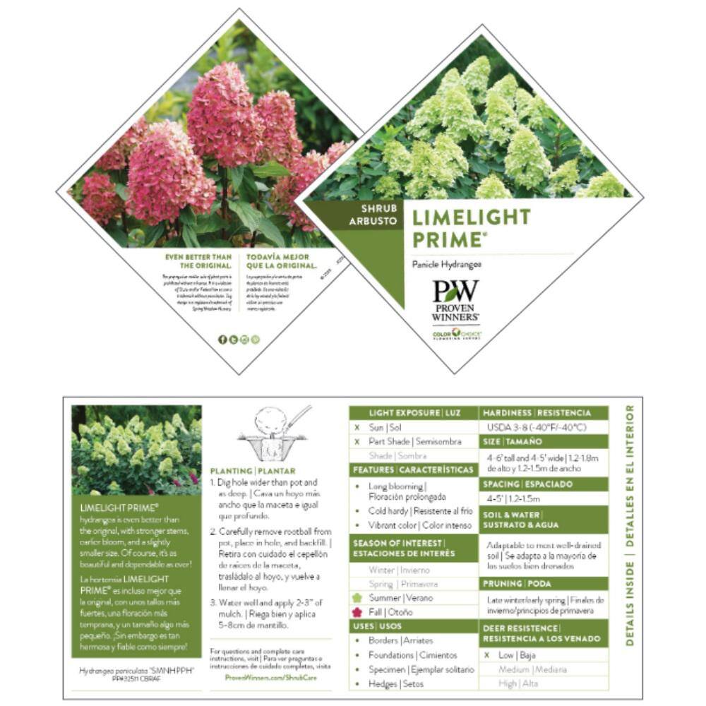 PROVEN WINNERS 2 Gal. Limelight Prime Hydrangea Shrub with Green to Pink Flowers 14719