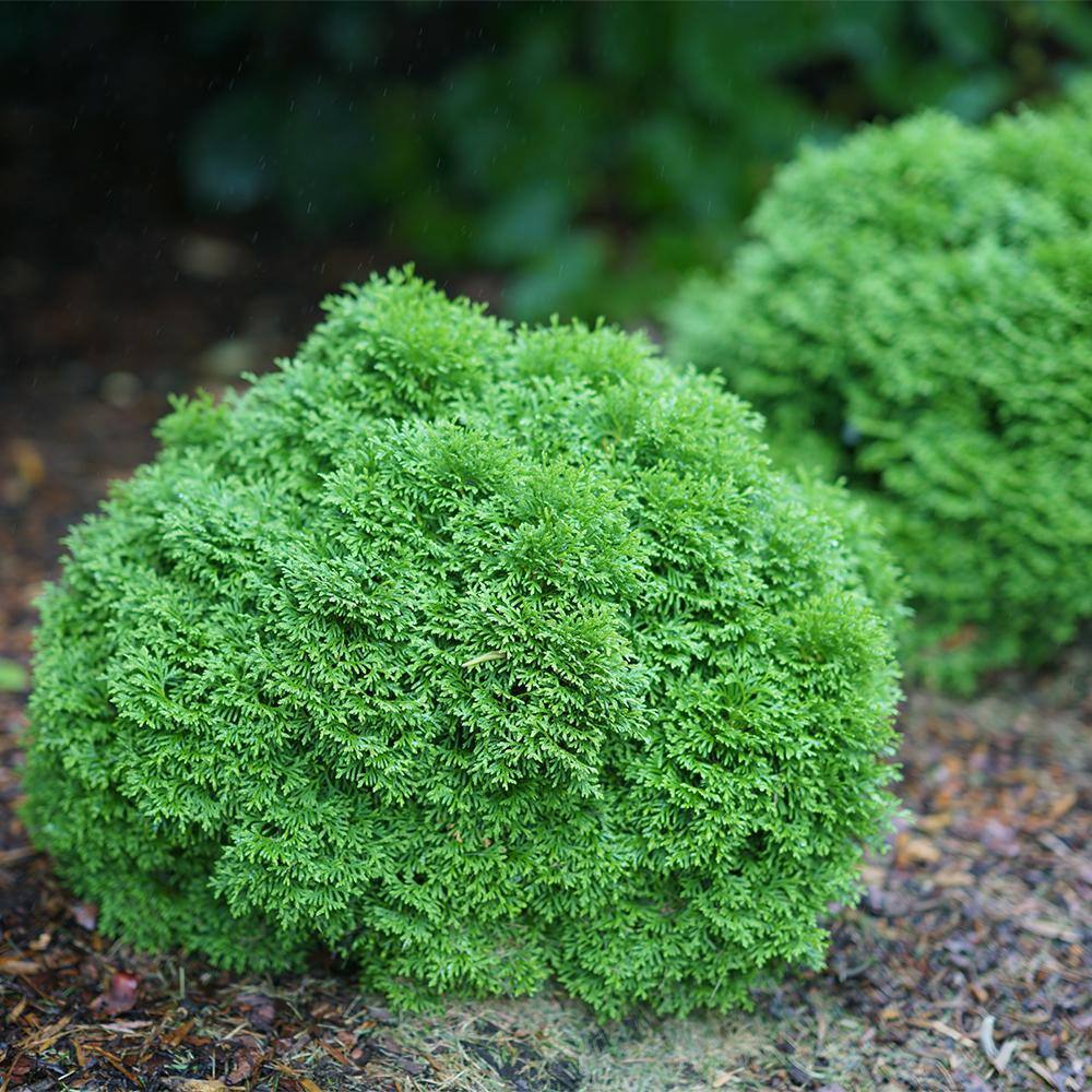 PROVEN WINNERS 2 Gal. Arborvitae Tater Tot Evergreen Shrub 18196