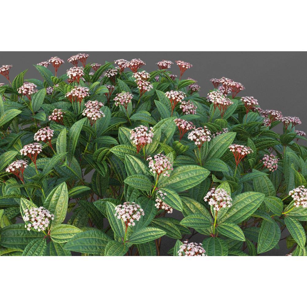 Online Orchards 1 Gal. David Viburnum Evergreen Shrub SBVB003