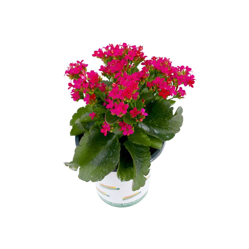 Vigoro 1.0 qt. Annual Kalanchoe Kerinci Rose (1-Pack) 1604