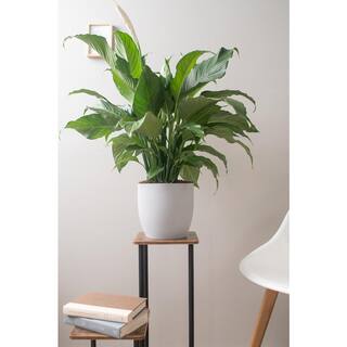 Costa Farms Spathiphyllum Sweet Pablo Indoor Peace Lily in 9.25 in. Grower Pot Avg. Shipping Height 2-3 ft. Tall 10SPATHSWEET