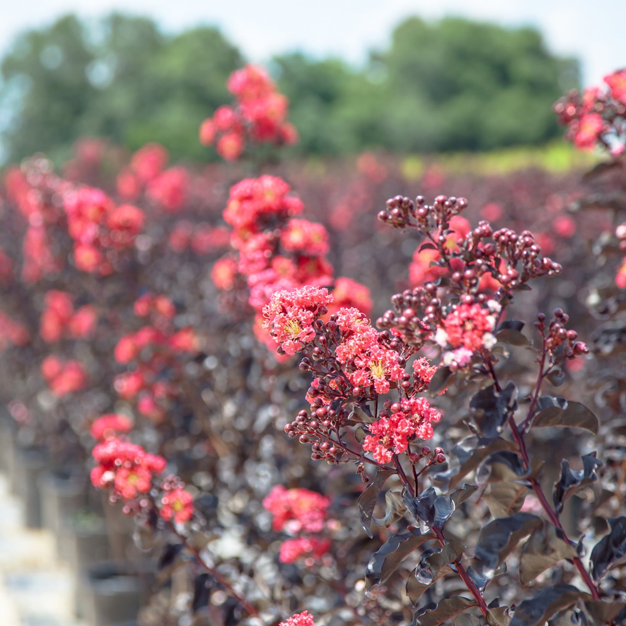 3 Gal. Black Diamond Best Red Crape Myrtle  - Unique Foliage， Bright Red Blooms