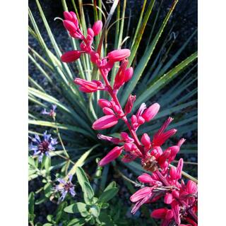 SMART PLANET 1 Gal. Hesperaloe Parviflora Red Yucca Color Plant 0880068