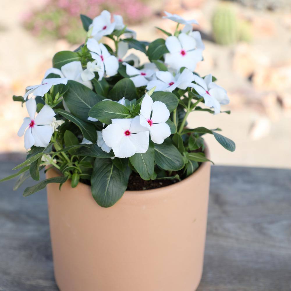 ALTMAN PLANTS 1-Gallon Vinca Plant White Flowers (Single) 0881451