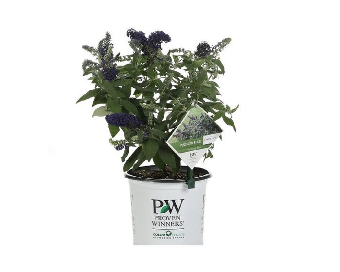 Capstone Plants Buddleia Proven Winner Pugster Blue 8 Inch Pot