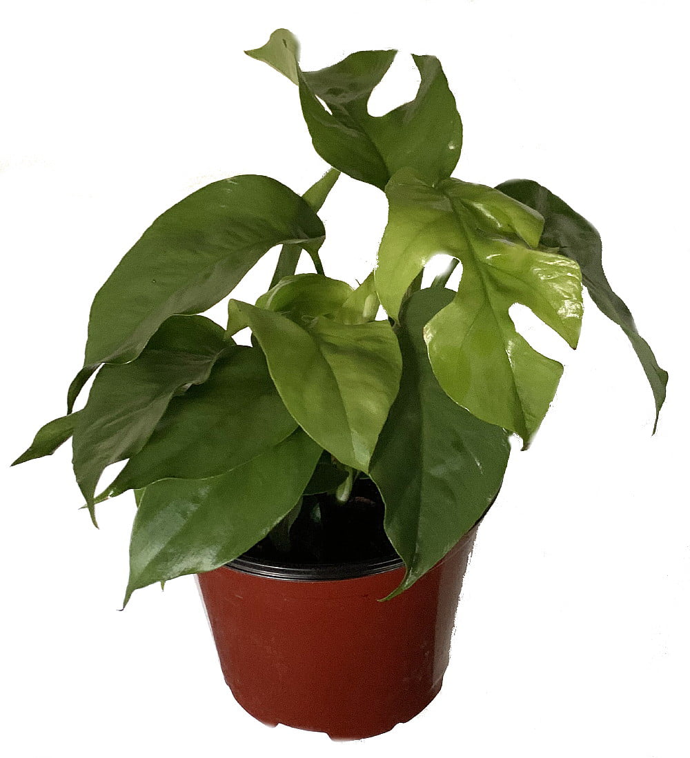 Ultra Rare Ginny Philodendron - Rhaphidophora tetrasperma -6