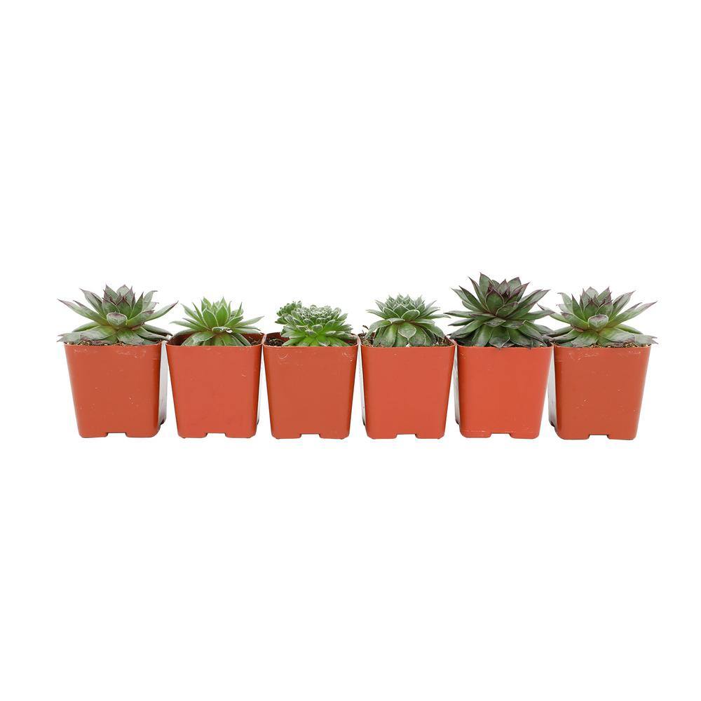 SMART PLANET 2 in. SQ Sempervivum Assorted Succulents (6-PacK) 0872759