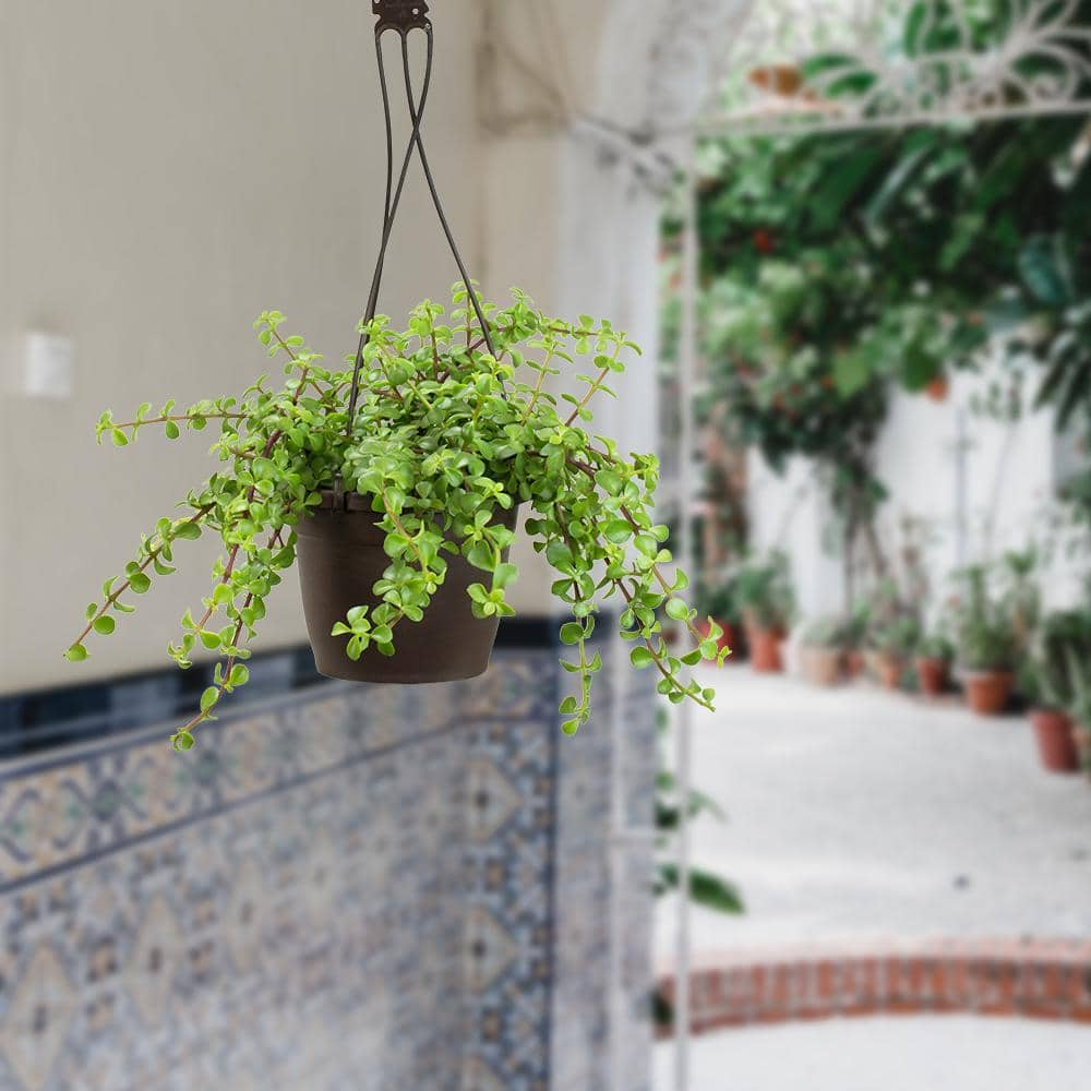 SMART PLANET 6 in. Portulacaria Afra Prostrata Hanging Basket 0883260