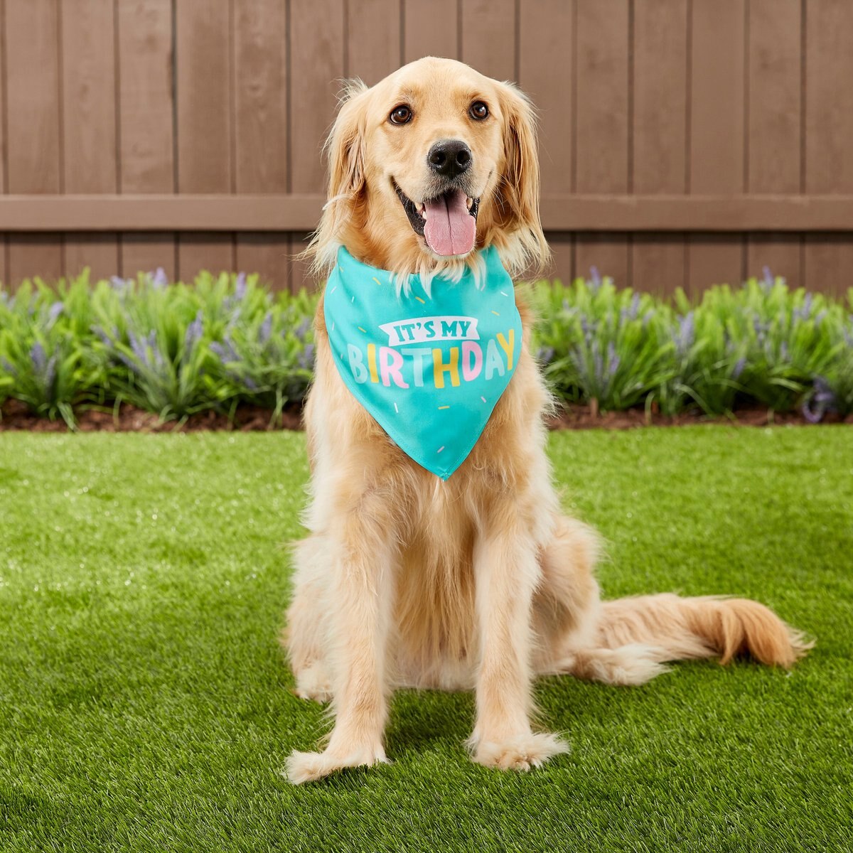 Frisco Dog and Cat Birthday Bandana