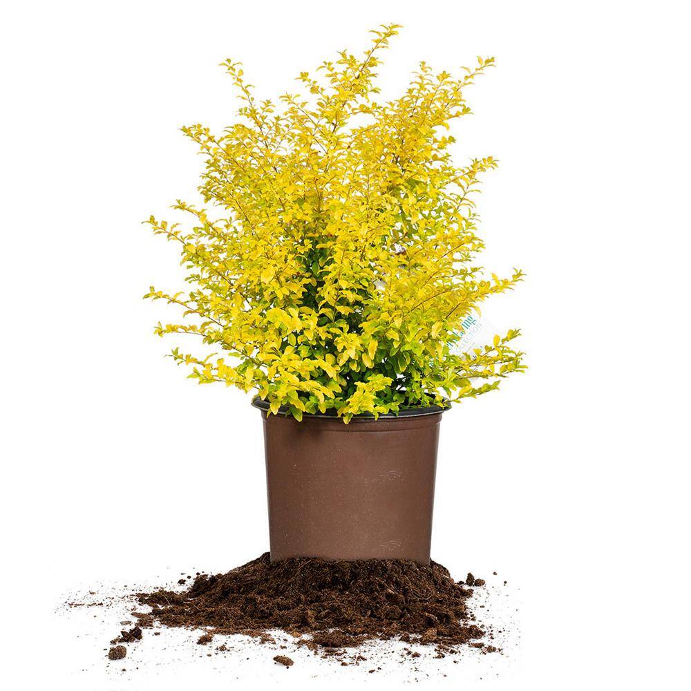 Perfect Plants Sunshine Ligustrum in 3 Gal. Grower's Pot Beautiful Unique Foliage THD00320
