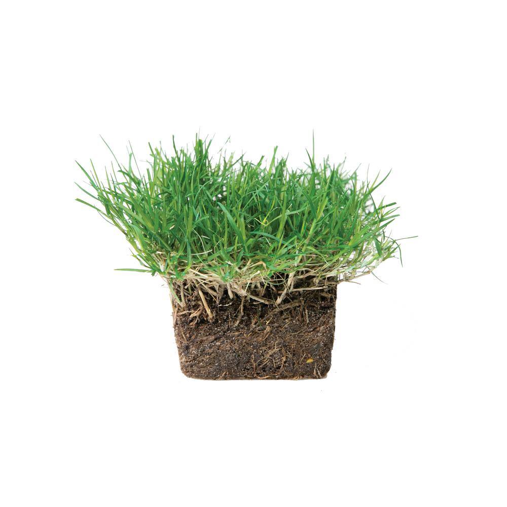 Sod Pods Bermuda Grass Plugs (32-Count) Natural Affordable Lawn Improvement SPBM32