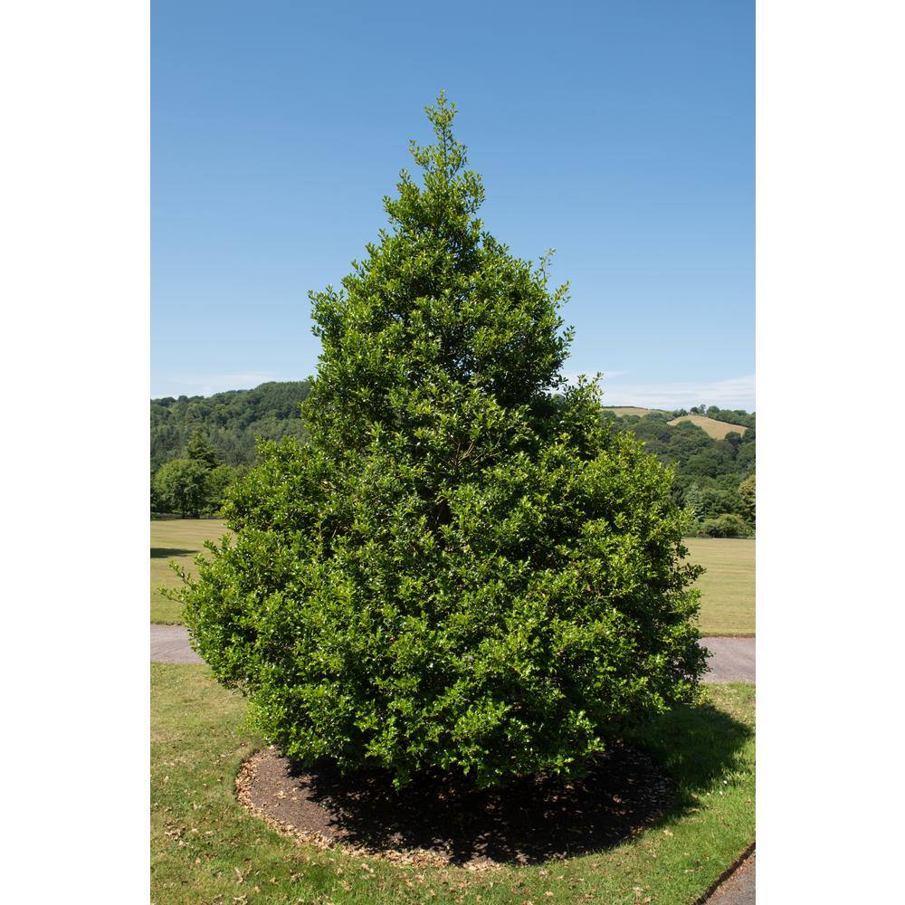 Online Orchards 1 Gal. Red Beauty Holly Shrub Symmetrical Grower with Rich Glossy Leaves and Abundant Bright Red Berries EGHY002