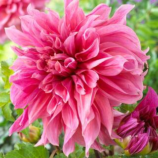 Garden State Bulb #1 Maki Dinnerplate Dahlia Flower Bulbs Bare Roots (Bag of 4) ECS-70-04-01