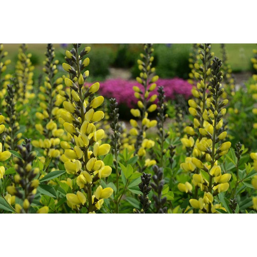 PROVEN WINNERS 3 Gal. Lemon Meringue Baptisia Live Perennial Plant (1-Pack) BAPTI3LEM1PK