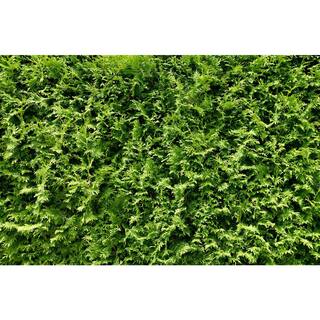 Online Orchards 1 Gal. Little Giant Arborvitae Shrub CFAR003