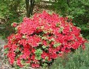 Girard'S Crimson' Azalea