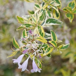 national PLANT NETWORK 2.25 Gal. Abelia Hopleys Flowering Shrub with Pink Blooms HD7131
