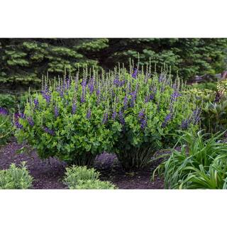 PROVEN WINNERS 3 Gal. Sparkling Sapphires Baptisia Live Perennial Plant (1-Pack) BAPTI3SAP1PK