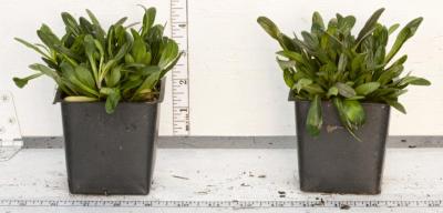 Classy Groundcovers - Ajuga reptans 'Chocolate Chip' Creeping Carpet Bugle 'Chocolate Chip'， Sicklewort 'Chocolate Chip'， Carpenter's Herb 'Chocolate Chip' {25 Pots - 3 1/2 inch Square}