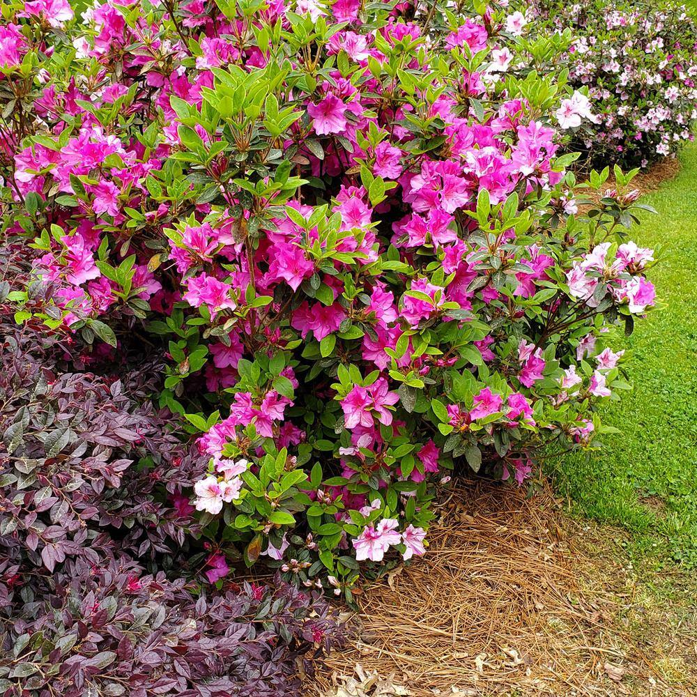 ENCORE AZALEA 3 Gal. Autumn Twist Shrub with Purple and White Reblooming Flowers 80563
