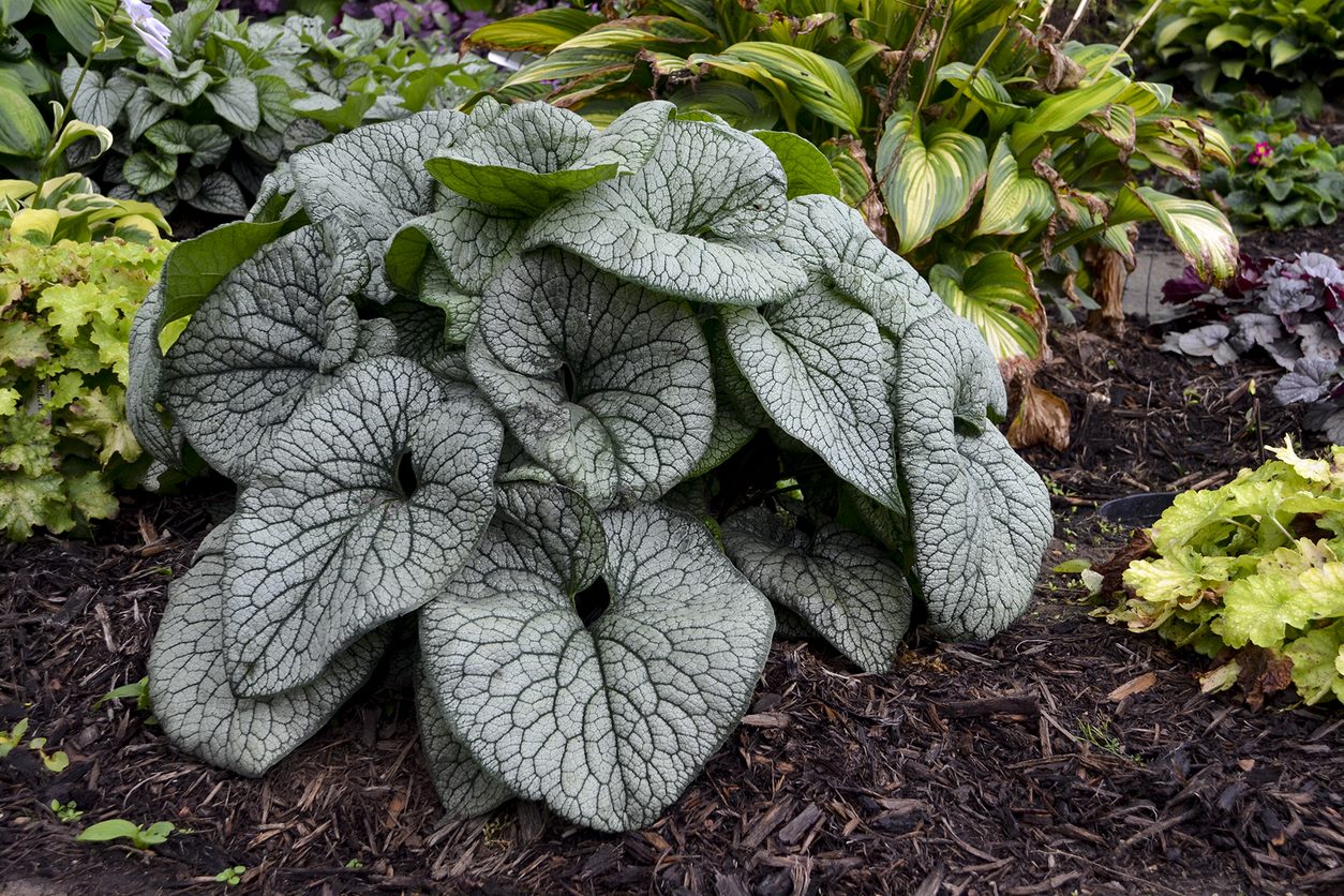 1 Gal. Queen of Hearts (Brunnera) Live Plant， Silver Foliage