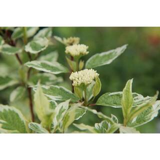 Online Orchards 1 Gal. Ivory Halo Dogwood Shrub a Lovely Ornamental Twist on the Classic Red Dogwood SBDW002