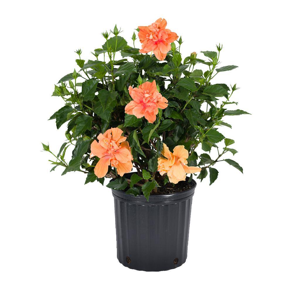 Costa Farms 1.70 Gal. Hibiscus Bush OrangePeach Shrub 1.70GHIBUSHPCH