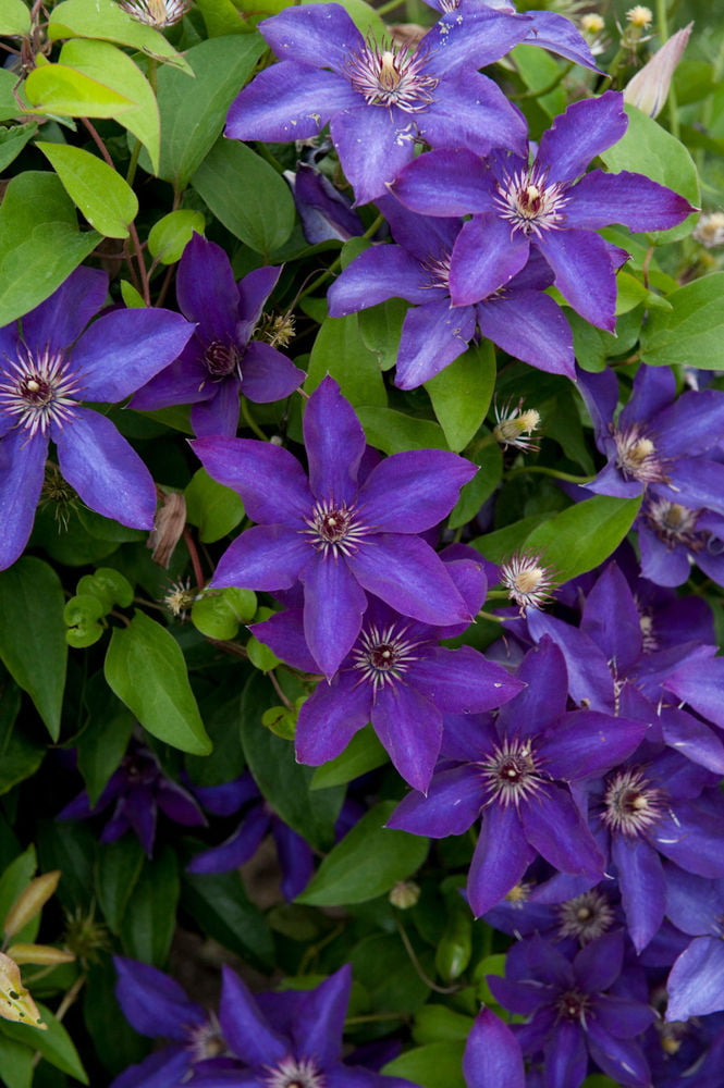 The President Clematis Vine - Deep Purple - 2.5